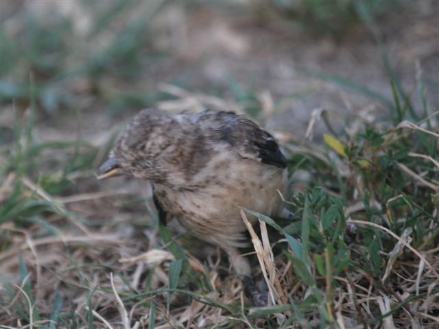 Juv cardellino.